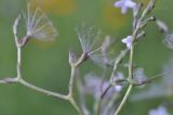 Valeriana alternifolia. Плоды. Приморский край, Шкотовский р-н, окр. с. Новонежино, сырой разнотравный луг. 08.07.2018.