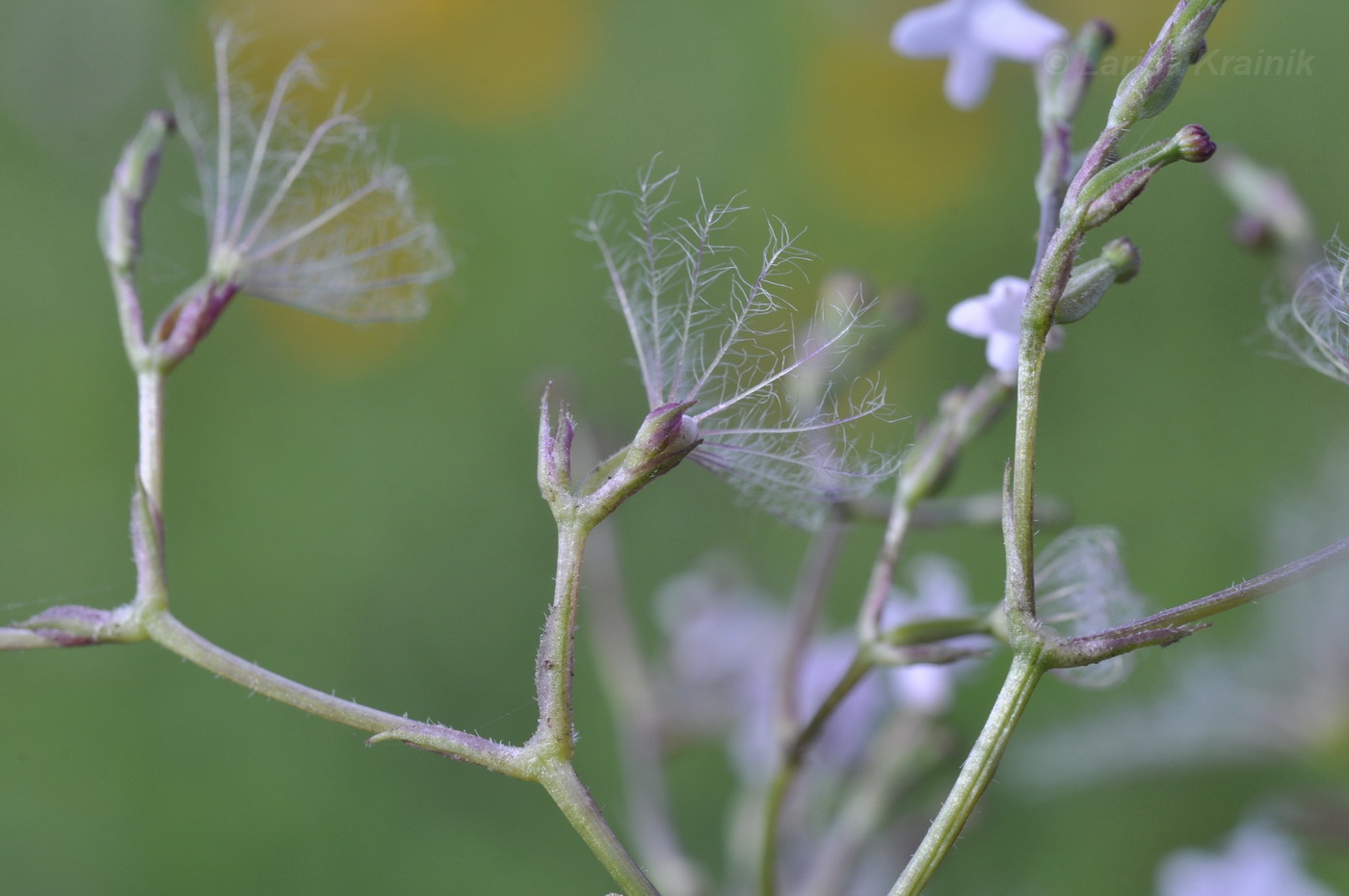 Изображение особи Valeriana alternifolia.