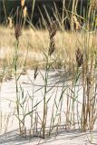 Phragmites australis