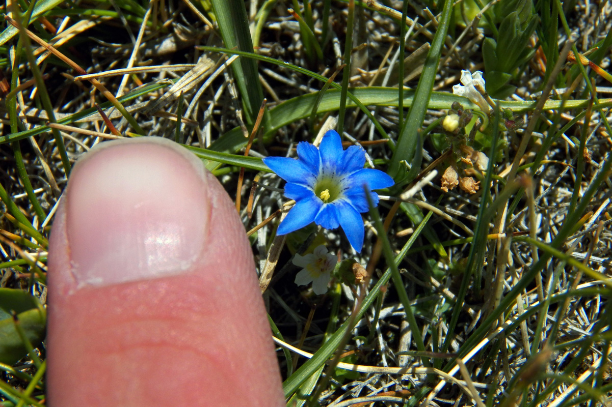 Изображение особи Gentiana karelinii.