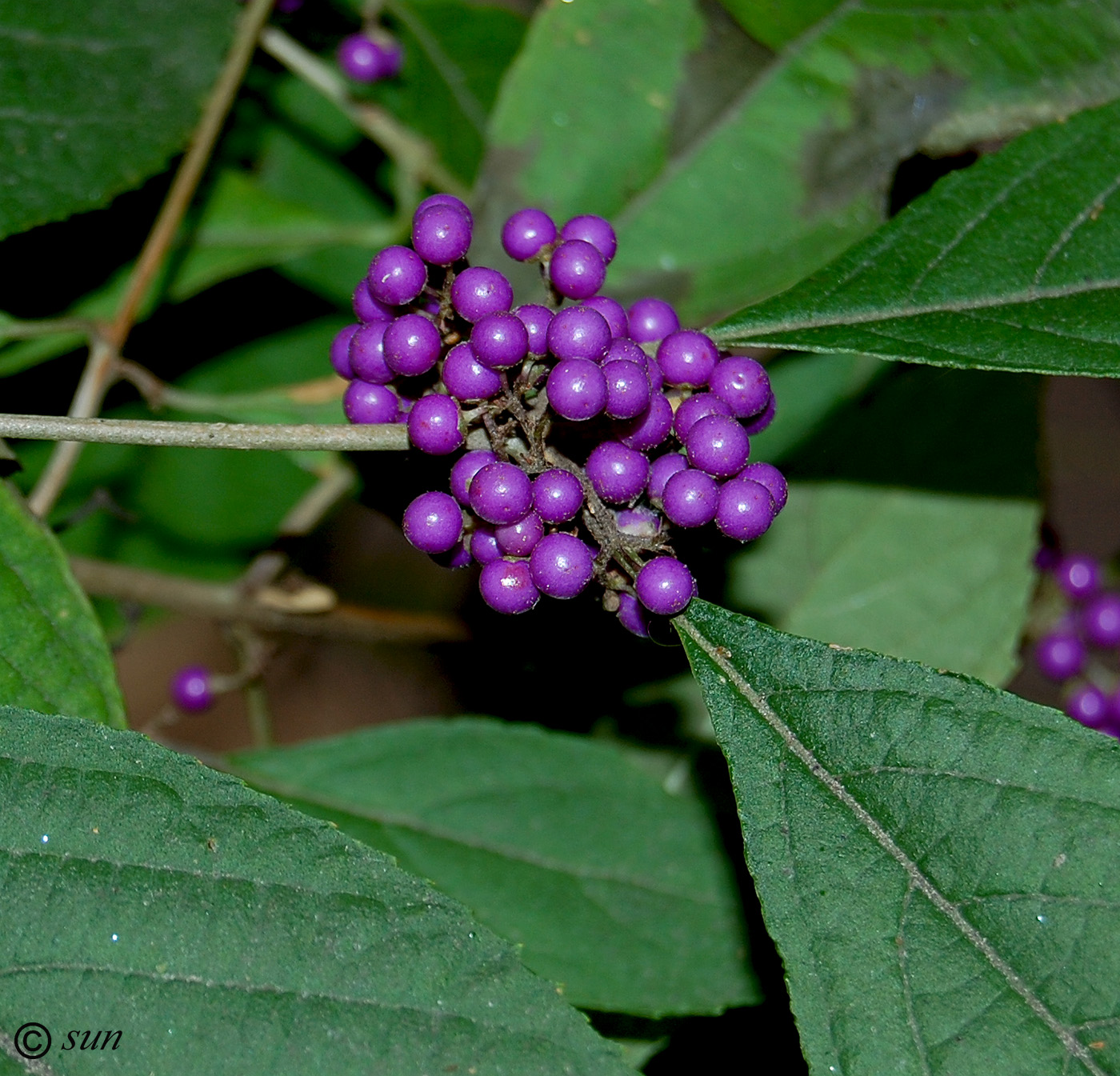 Изображение особи Callicarpa bodinieri.