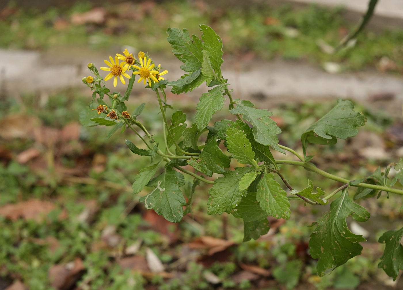 Изображение особи род Senecio.