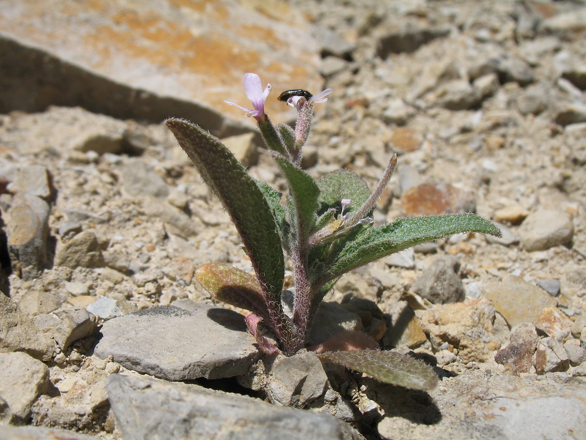 Изображение особи Strigosella trichocarpa.