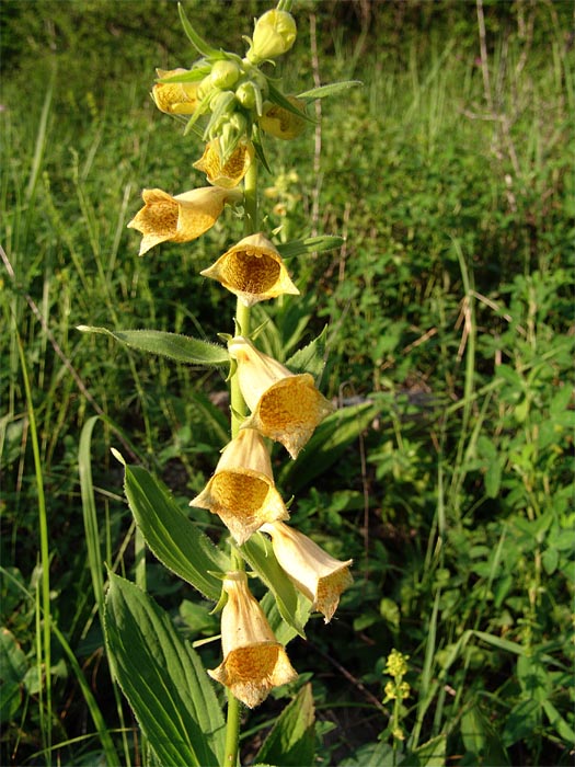 Image of Digitalis grandiflora specimen.