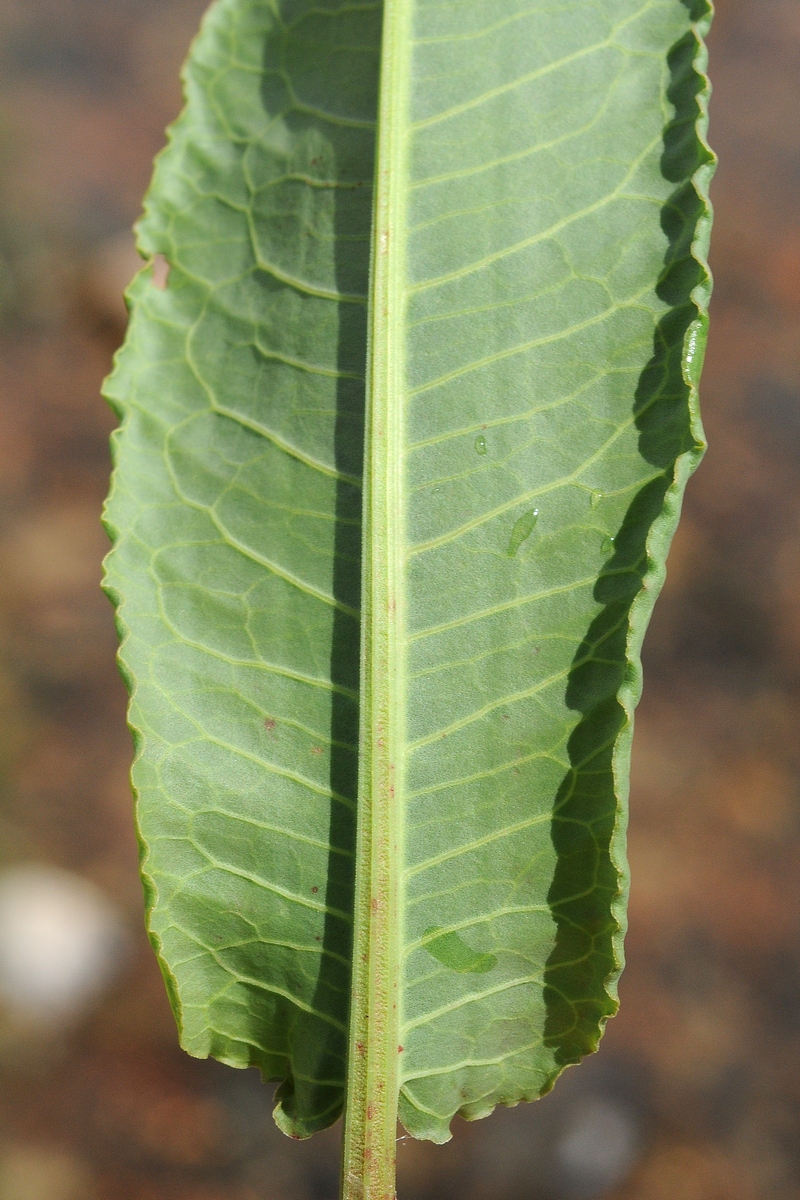 Image of genus Rumex specimen.