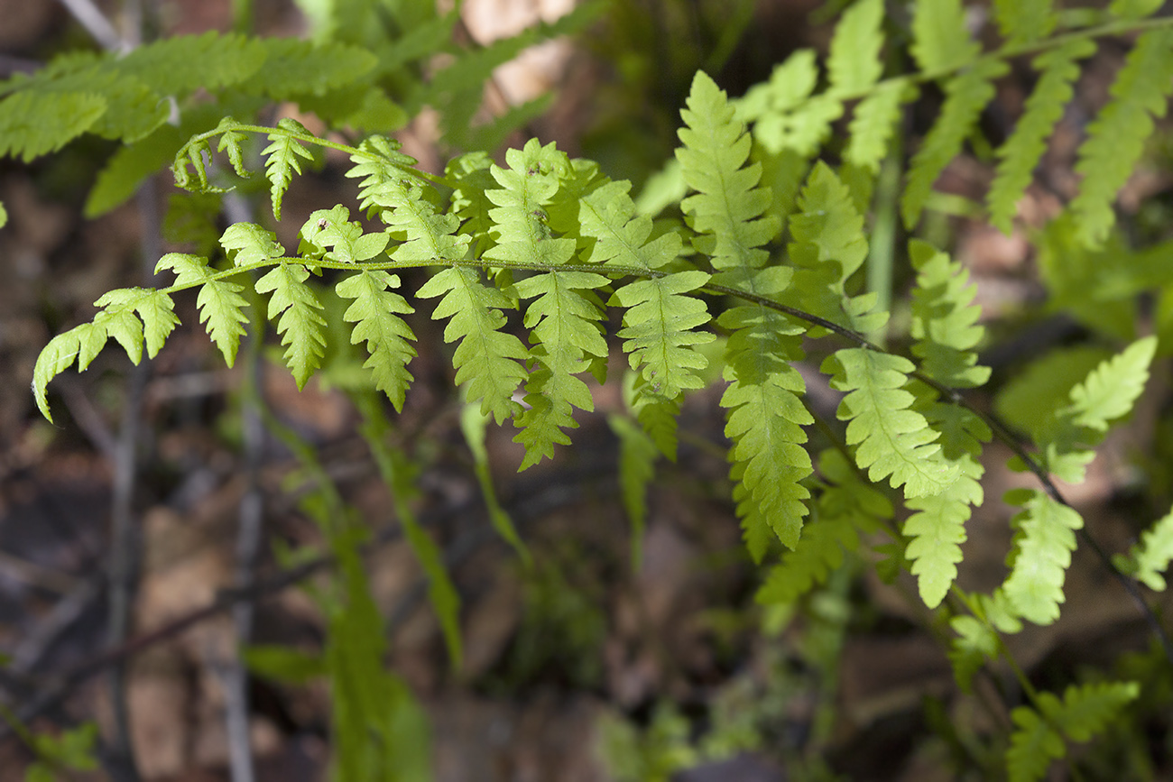 Изображение особи Thelypteris palustris.