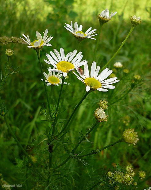 Изображение особи Tripleurospermum inodorum.