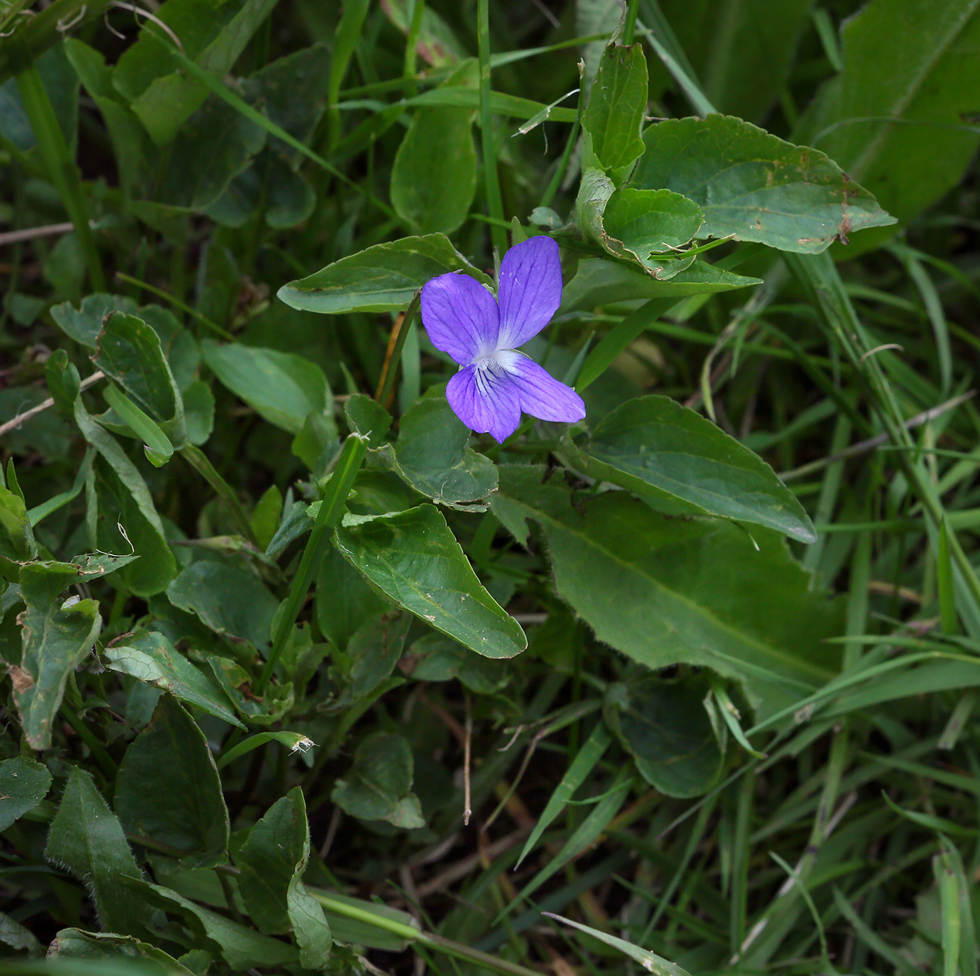 Image of Viola canina specimen.