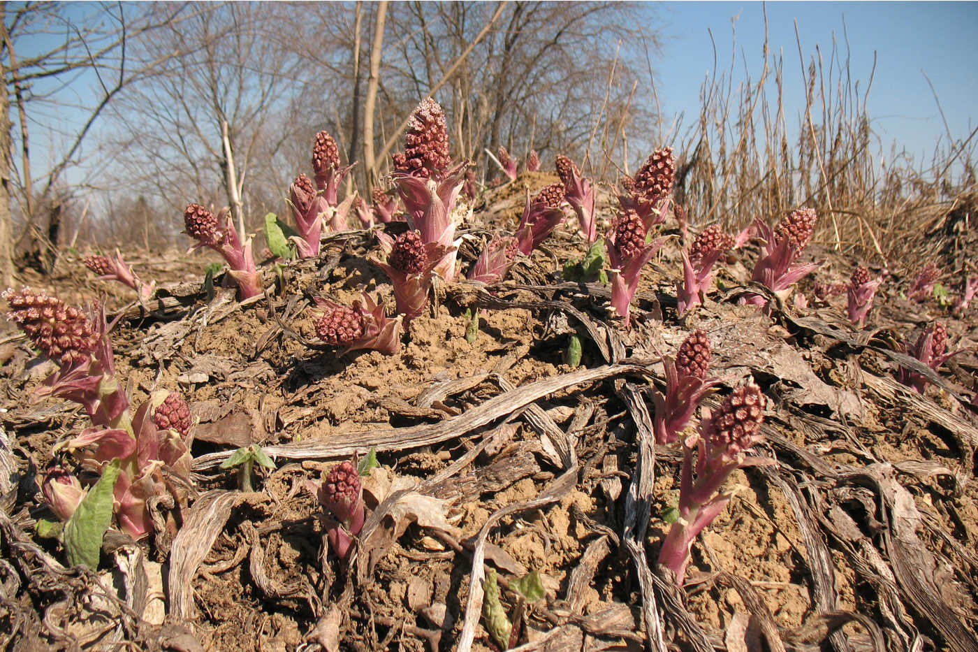 Image of Petasites hybridus specimen.