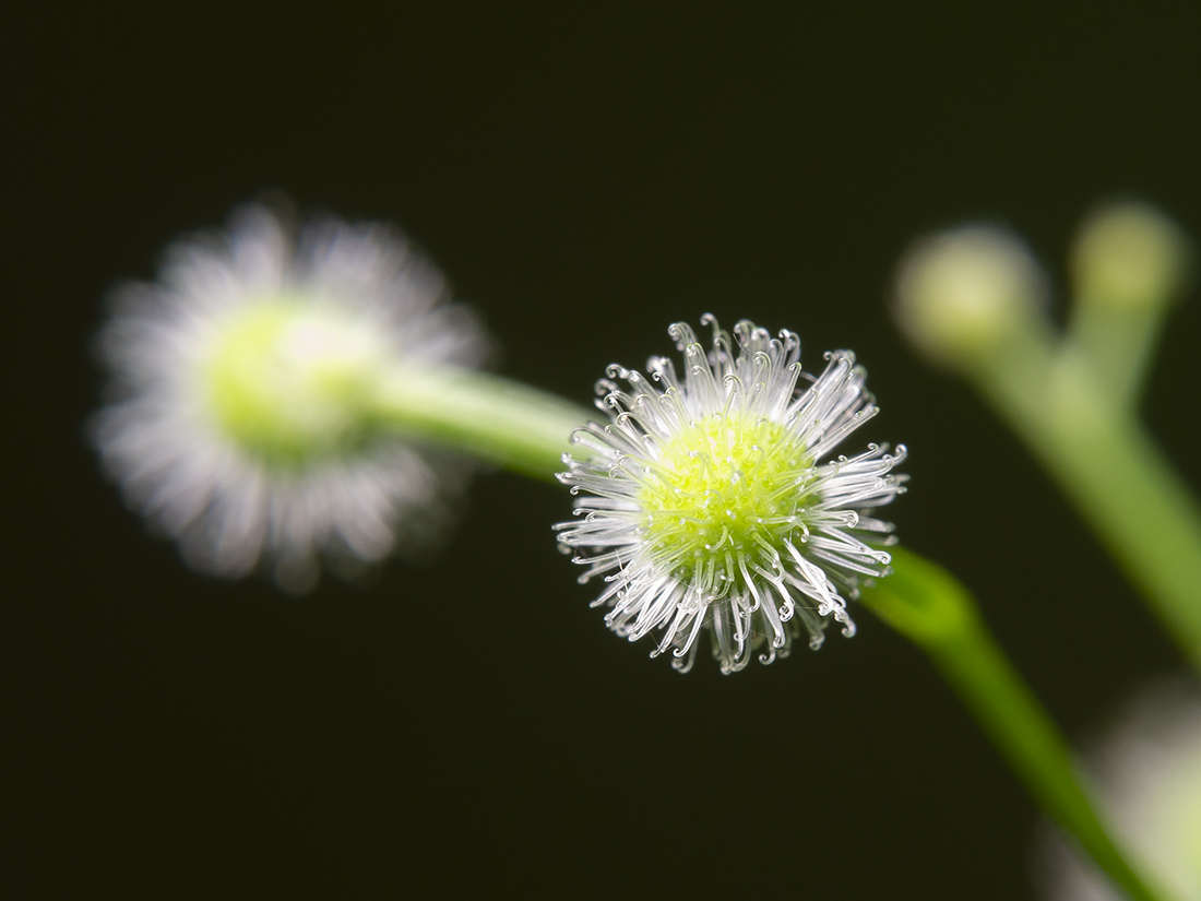 Image of Galium odoratum specimen.