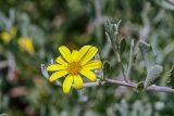 Chrysanthemoides monilifera. Верхушка побега с соцветием. Израиль, г. Ришон-ле-Цион, в культуре. 28.06.2017.