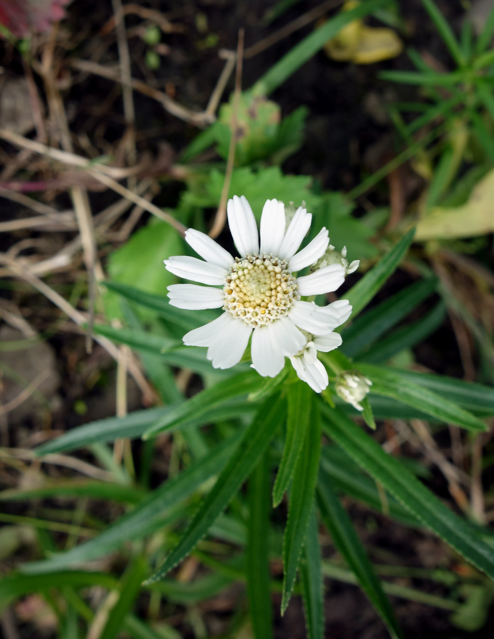 Изображение особи Achillea ptarmica ssp. macrocephala.