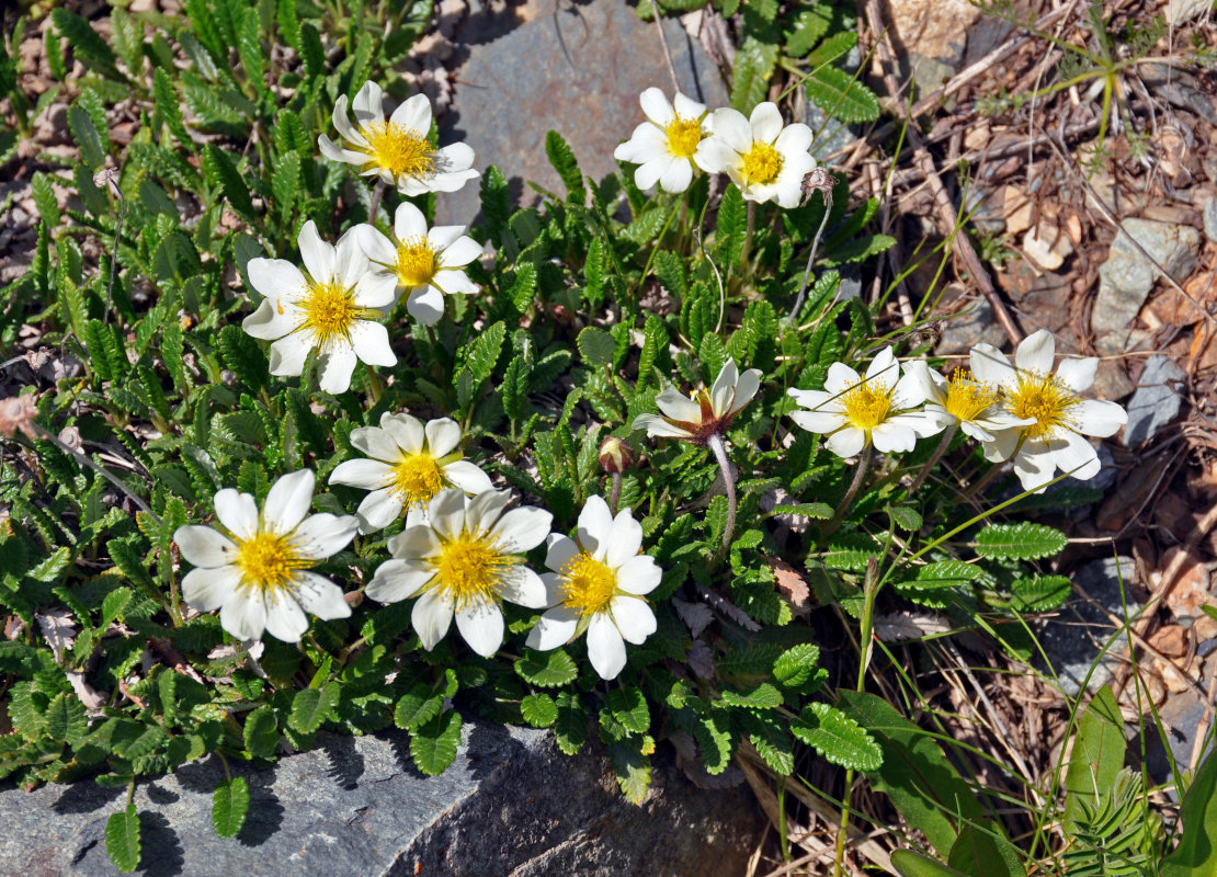 Изображение особи Dryas oxyodonta.