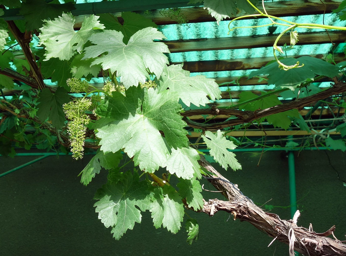 Изображение особи Vitis vinifera.