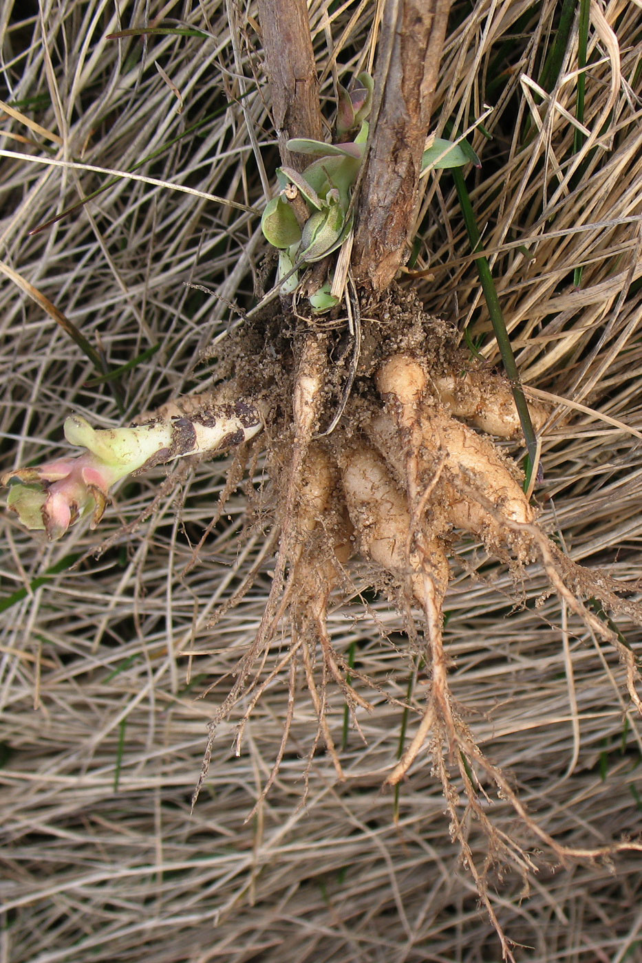 Image of Hylotelephium maximum specimen.