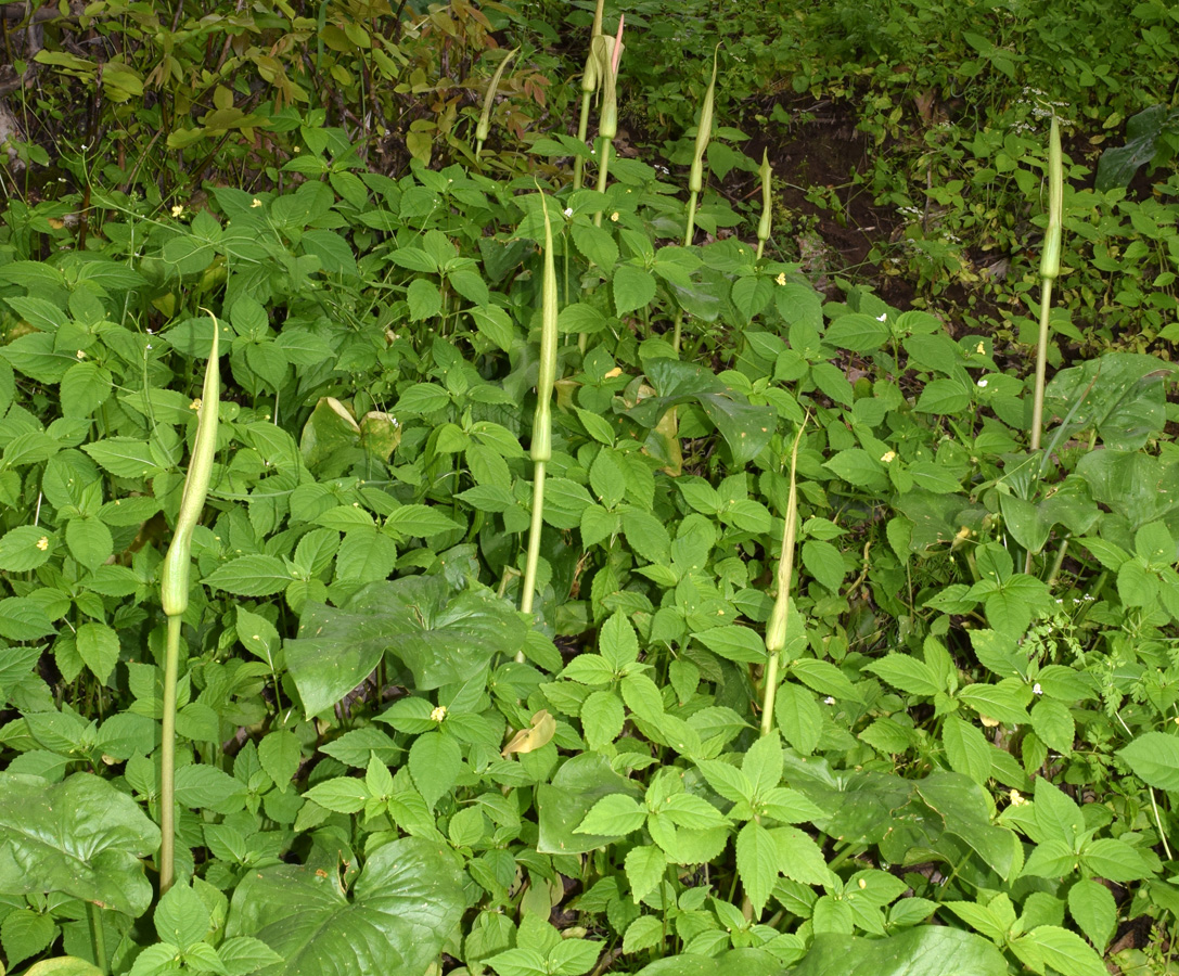 Image of Arum korolkowii specimen.