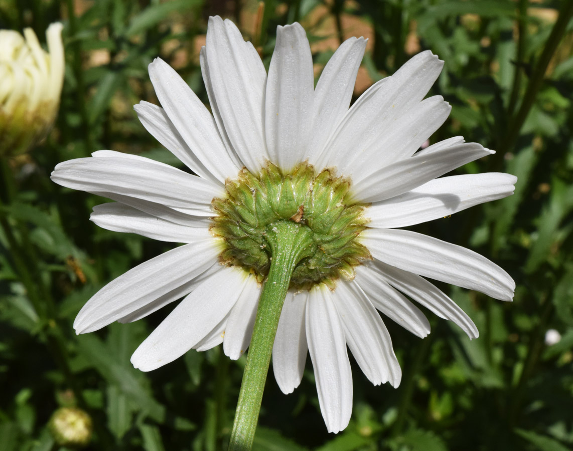 Изображение особи Leucanthemum maximum.