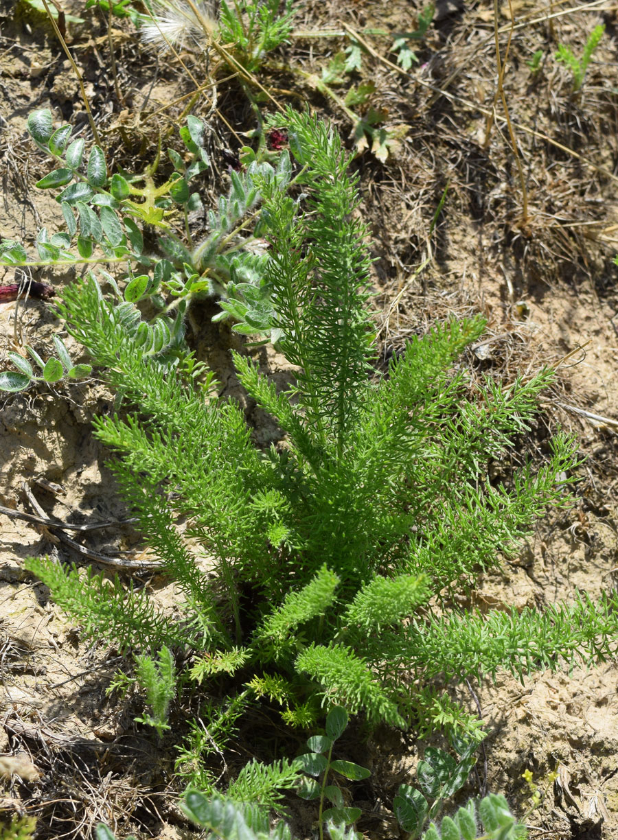 Изображение особи Achillea arabica.