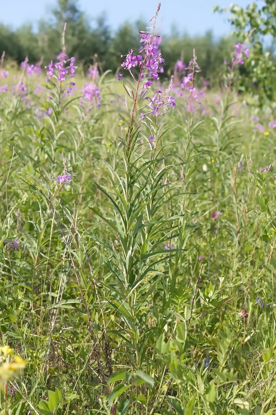 Изображение особи Chamaenerion angustifolium.