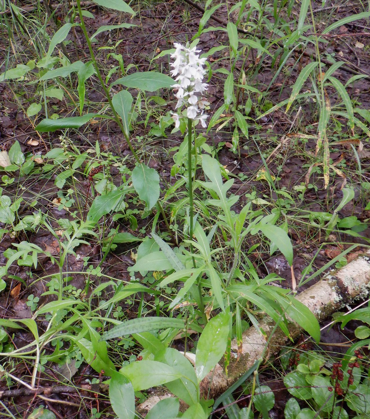 Изображение особи Dactylorhiza fuchsii.