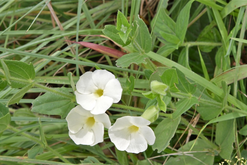 Image of Thunbergia atriplicifolia specimen.