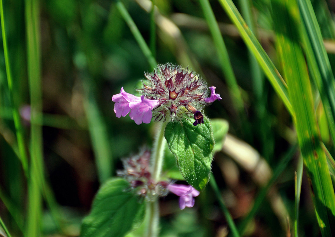 Image of Clinopodium vulgare specimen.