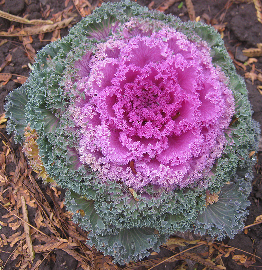 Изображение особи Brassica oleracea var. viridis.