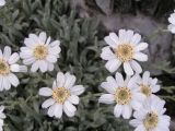 Achillea ageratifolia