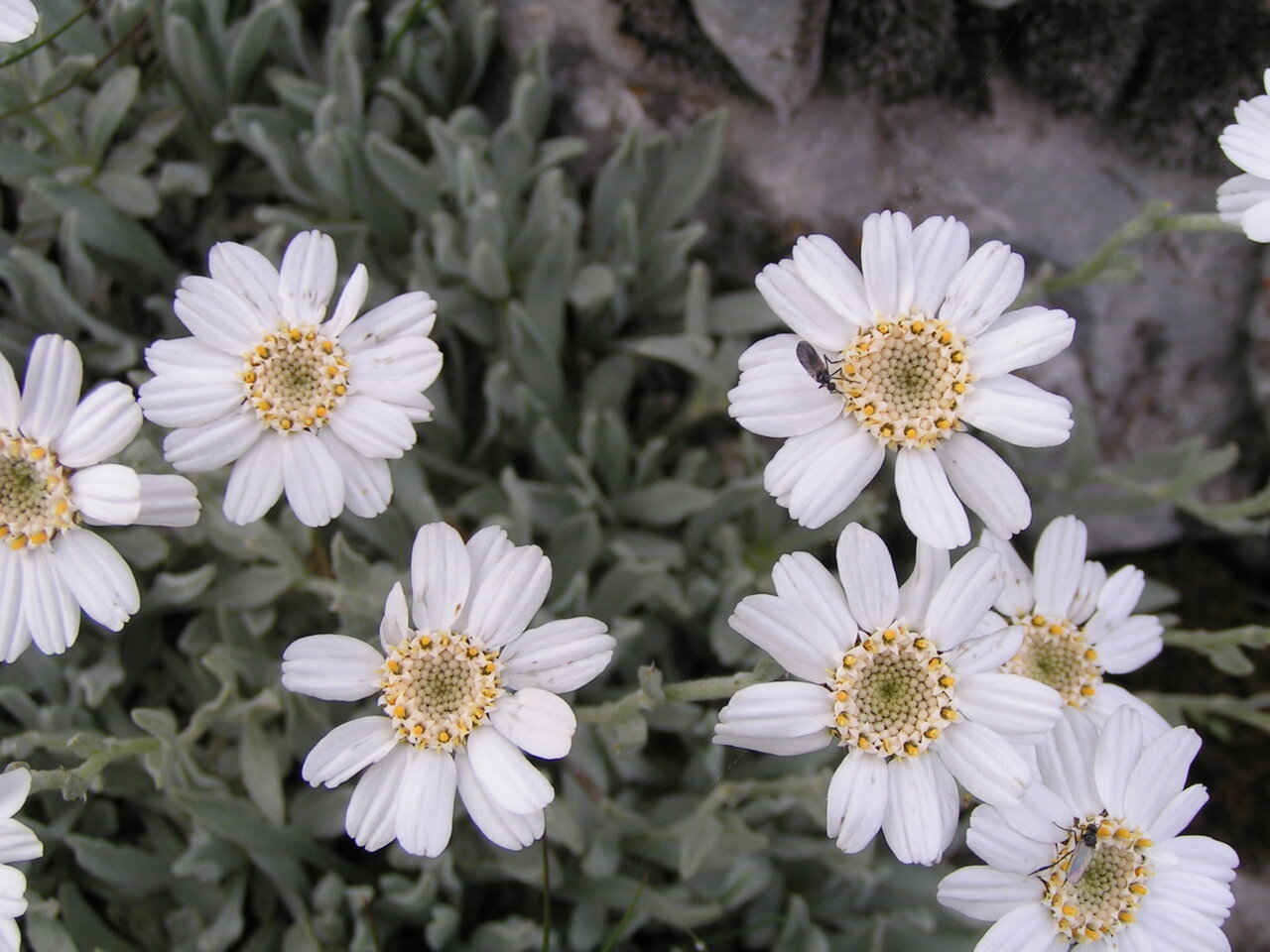 Изображение особи Achillea ageratifolia.