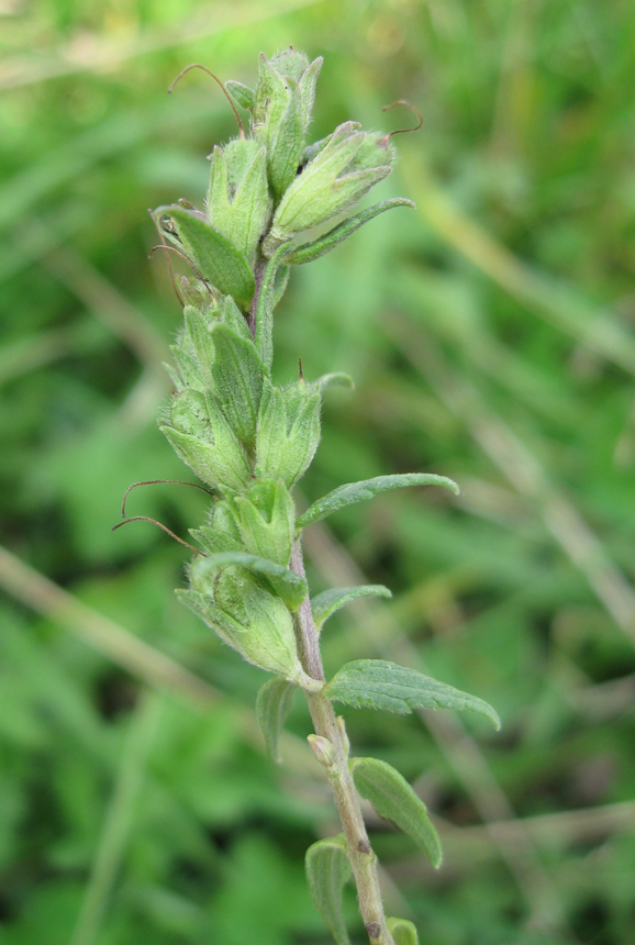 Image of Euphrasia parviflora specimen.