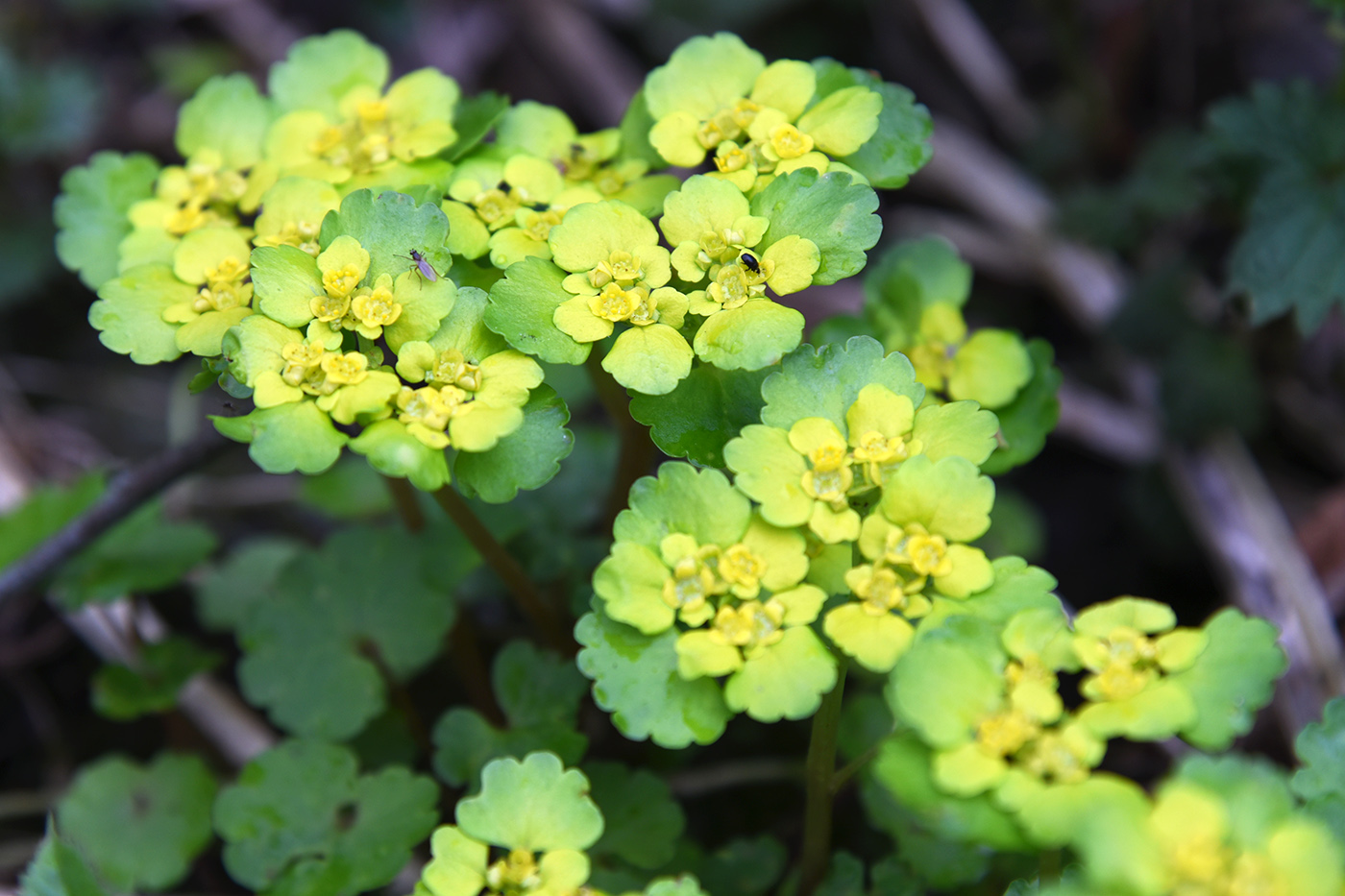 Image of Chrysosplenium alternifolium specimen.