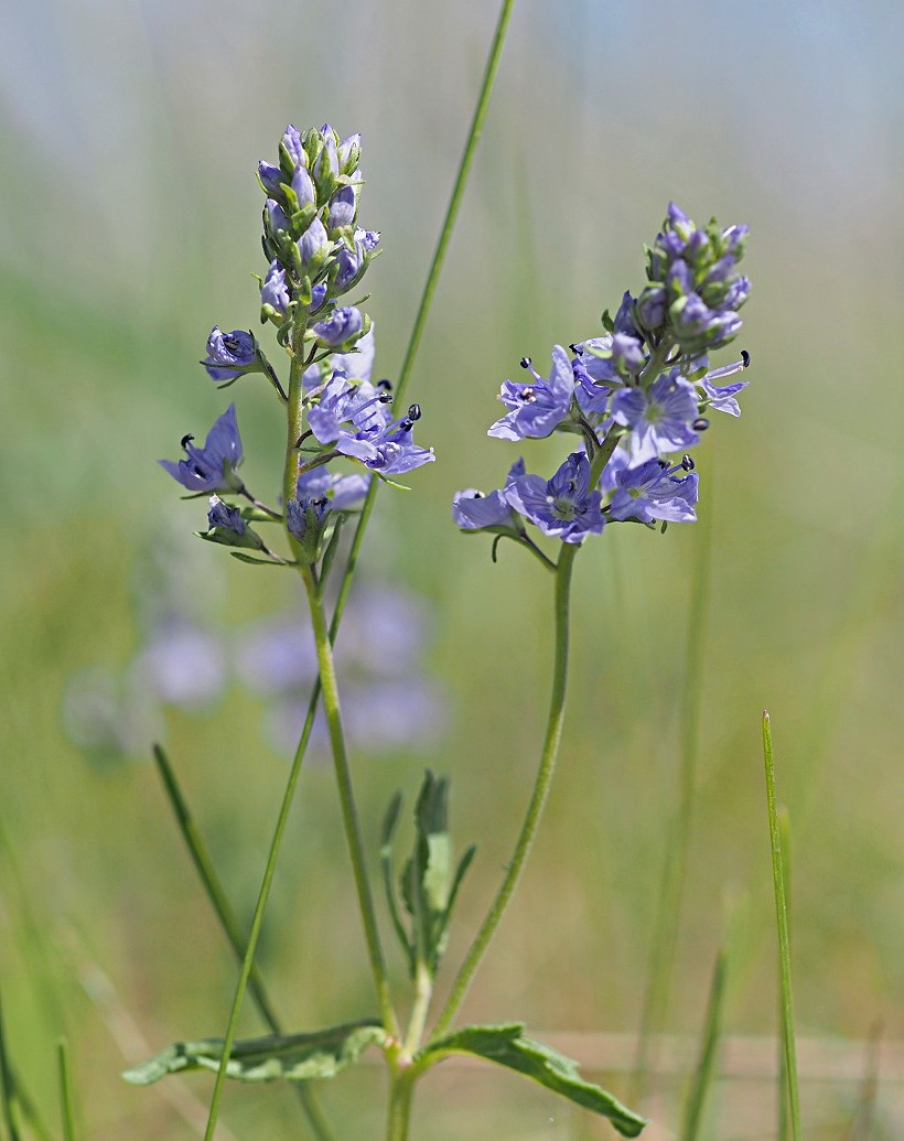 Image of Veronica prostrata specimen.