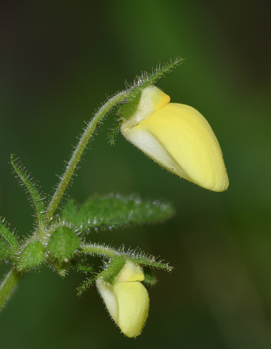 Изображение особи Calceolaria tripartita.