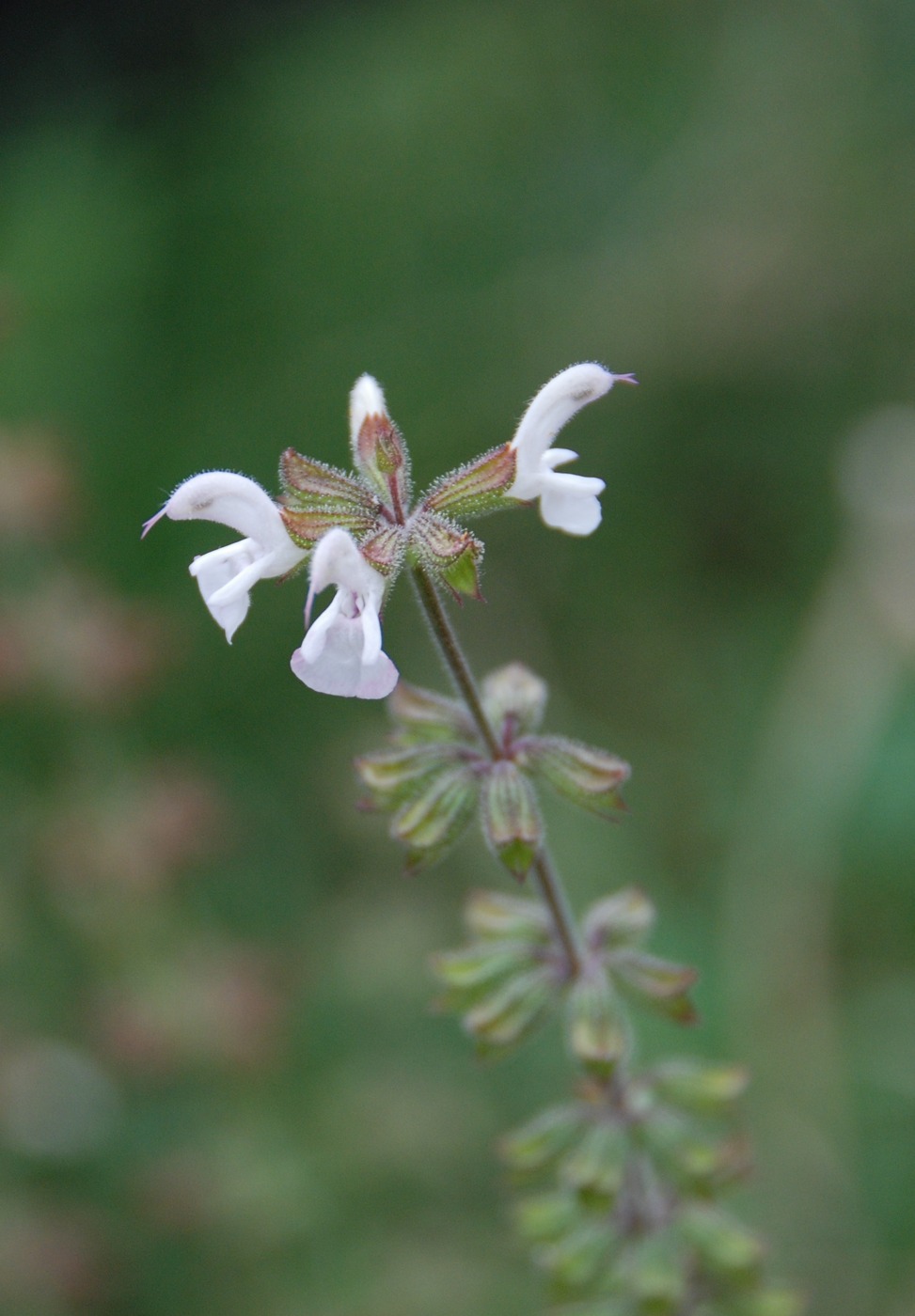 Изображение особи Salvia transcaucasica.