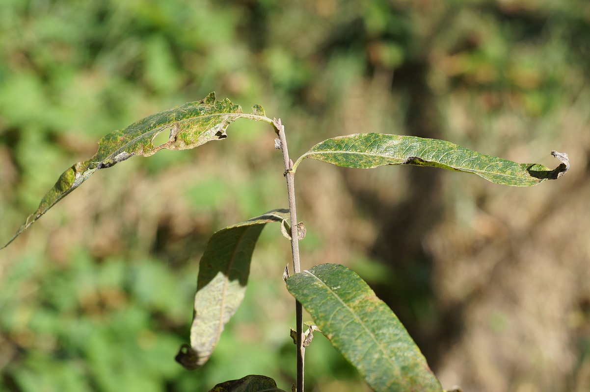 Изображение особи Salix gmelinii.