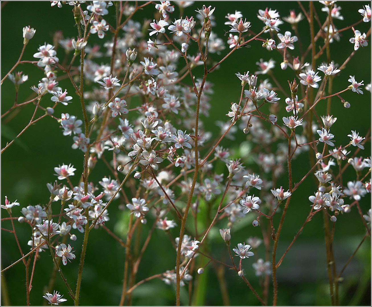 Image of Saxifraga umbrosa specimen.