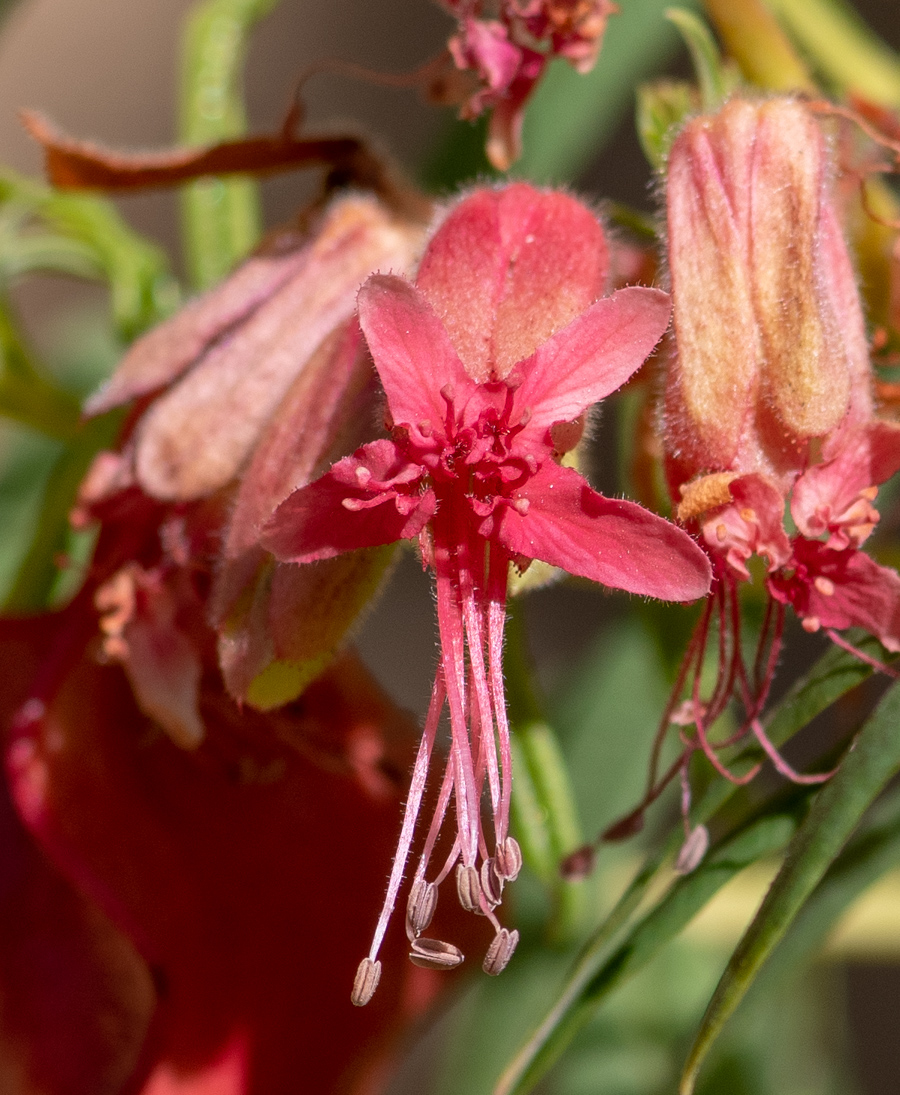 Изображение особи Erythrophysa transvaalensis.