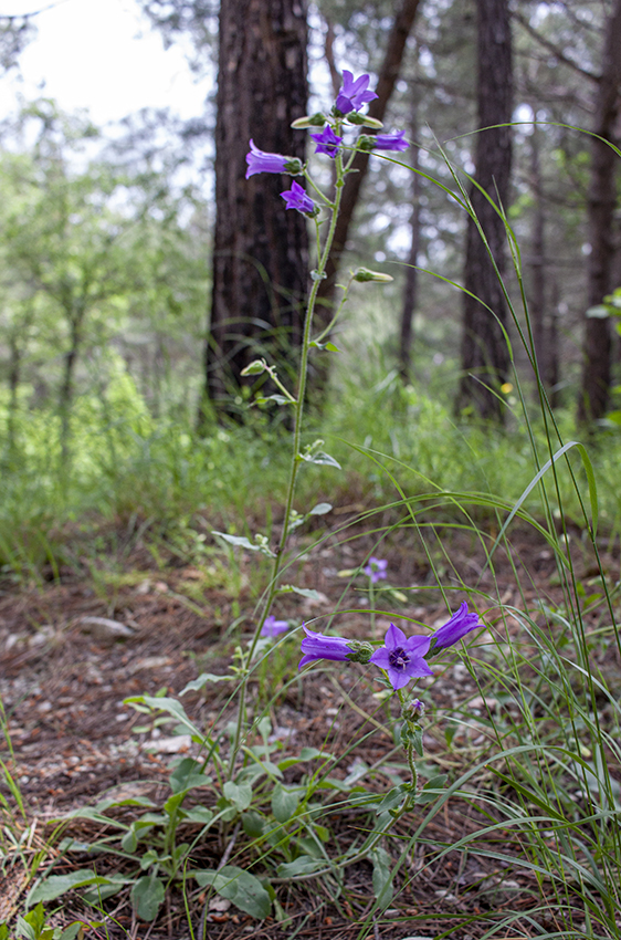 Image of Campanula komarovii specimen.