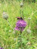 Centaurea scabiosa. Верхушка цветущего растения с питающейся бабочкой-пестрянкой. Беларусь, г. Минск, экологическая тропа \"Цна\", обочина грунтовой дороги. 07.07.2021.