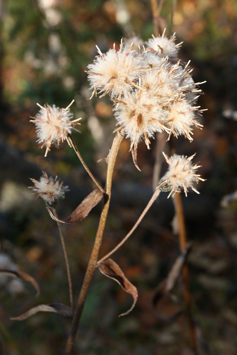 Image of Saussurea alpina specimen.