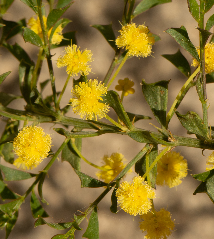 Image of Acacia truncata specimen.