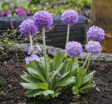 Primula denticulata. Цветущее растение. Пермский край, г. Пермь, Кировский р-н, клумба у жилого дома. 15.05.2022.