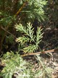Artemisia aralensis