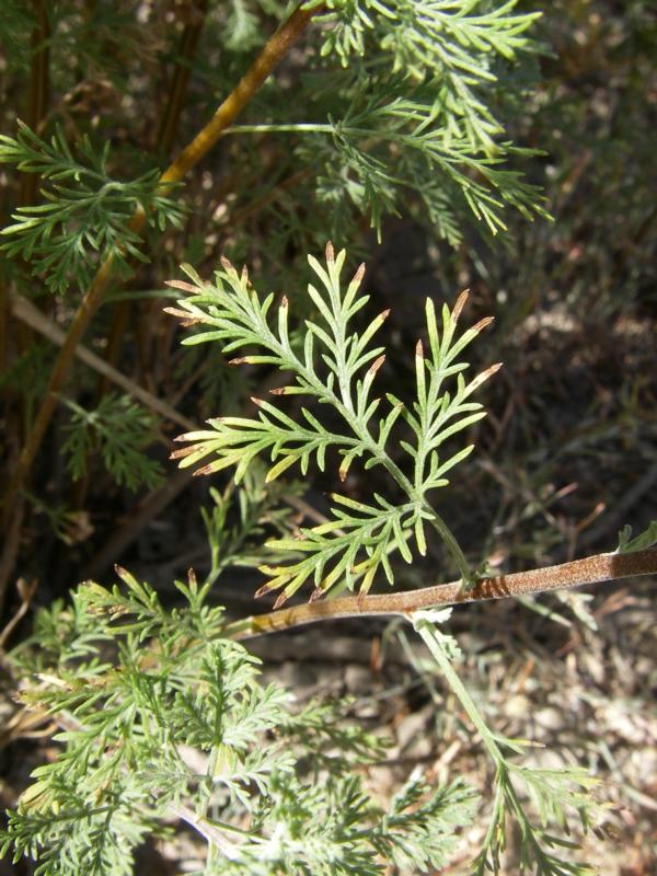 Image of Artemisia aralensis specimen.