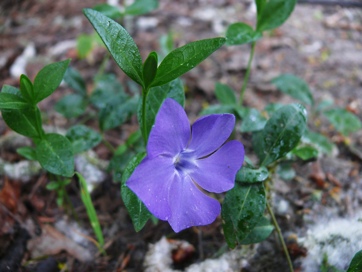 Изображение особи Vinca minor.