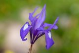 Moraea sisyrinchium. Цветок. Израиль, окр. Латруна, поляна. 19.03.2022.