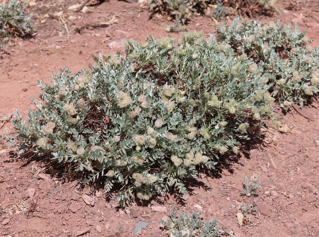 Image of Oxytropis tragacanthoides specimen.