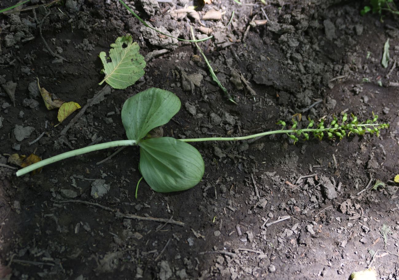 Image of Listera ovata specimen.