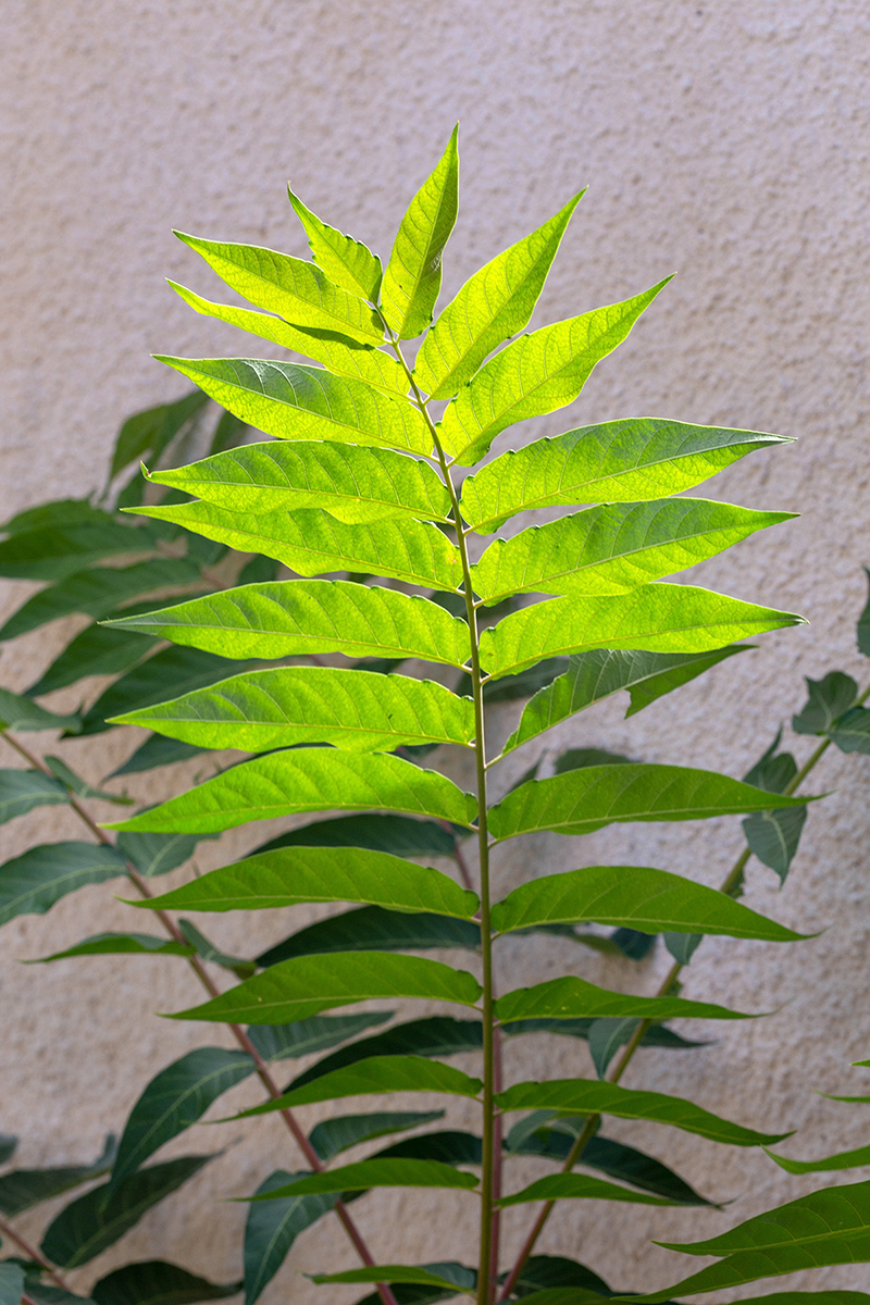 Изображение особи Ailanthus altissima.