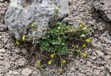 Potentilla gelida. Цветущее растение. Киргизия, Ошская обл., Памир, Заалайский хр., долина руч. Разведывательный, ур. Луковая Поляна, ≈ 3800 м н.у.м., каменистый сухой склон. 06.07.2022.